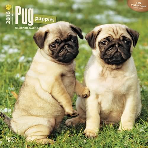 pug puppies calendar 2016
