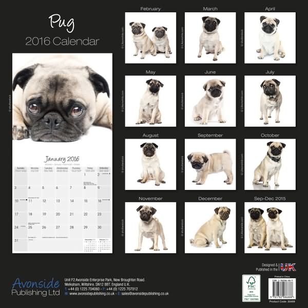 pug studio calendar 2016