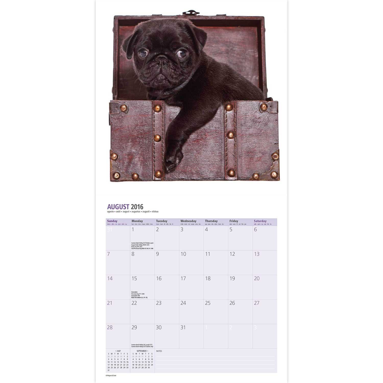 Magnet & Steel 12 Month 2016 Mini Calendar, Pug Puppies