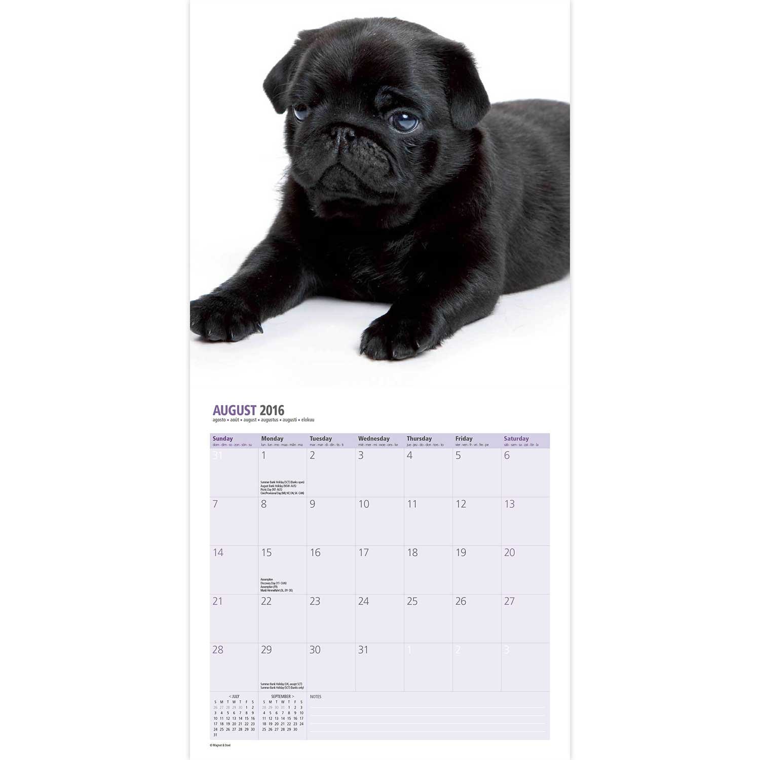 Magnet & Steel 18 Month 2016 Wall Calendar, Pug Puppies
