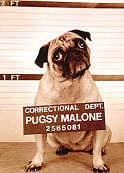 Pugsy Malone Birthday Card